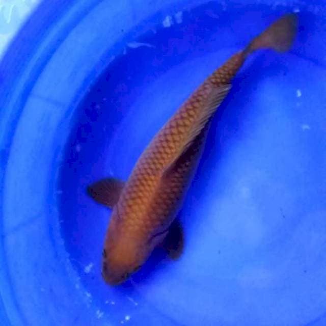 Jumbo Chagoi # 44cm