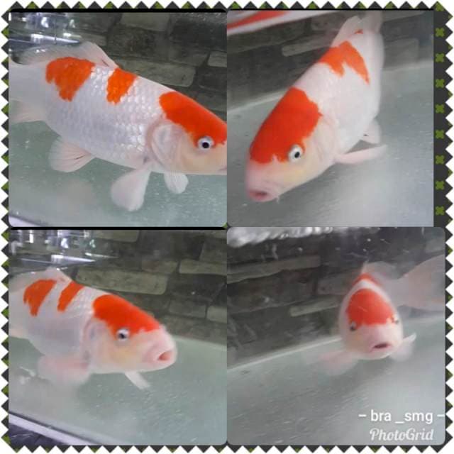 Super kohaku step 3 💋💥lelang cepat