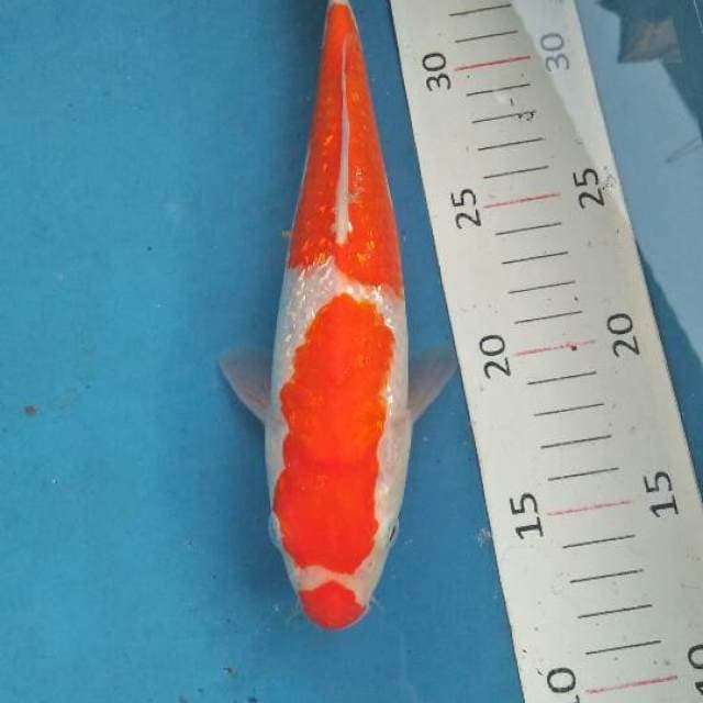 kohaku gindrin