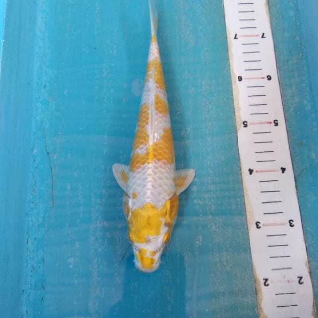 Hariwake 26cm