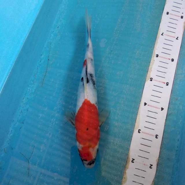 Showa 28cm