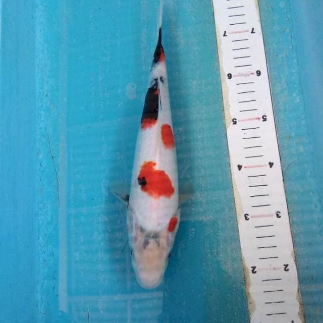 Showa 29cm