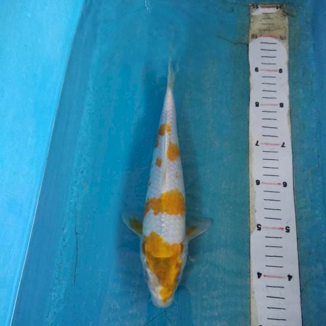 Atique 28cm