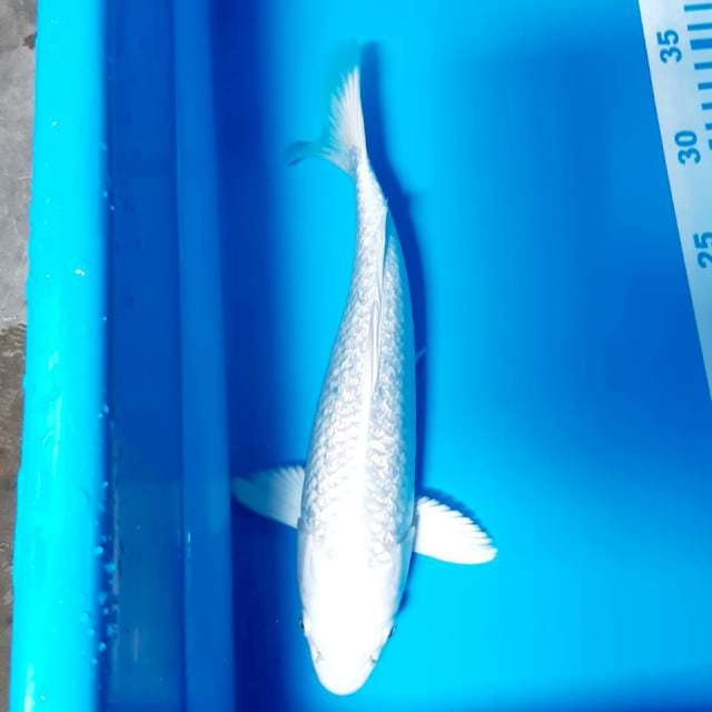Platinum gindrin 27 cm