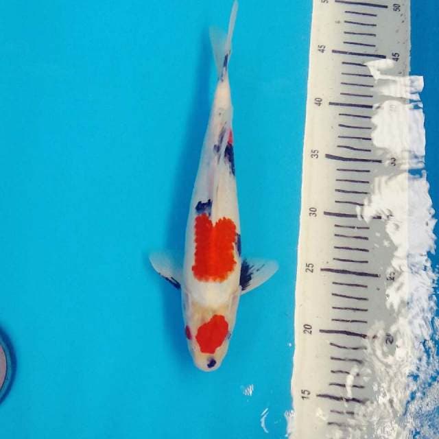 Original maruten sanke 30cm