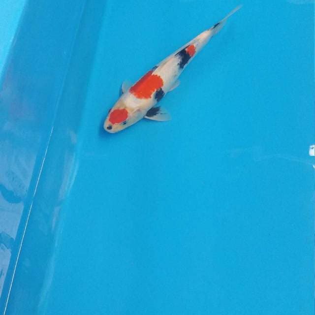 Original maruten sanke 30cm