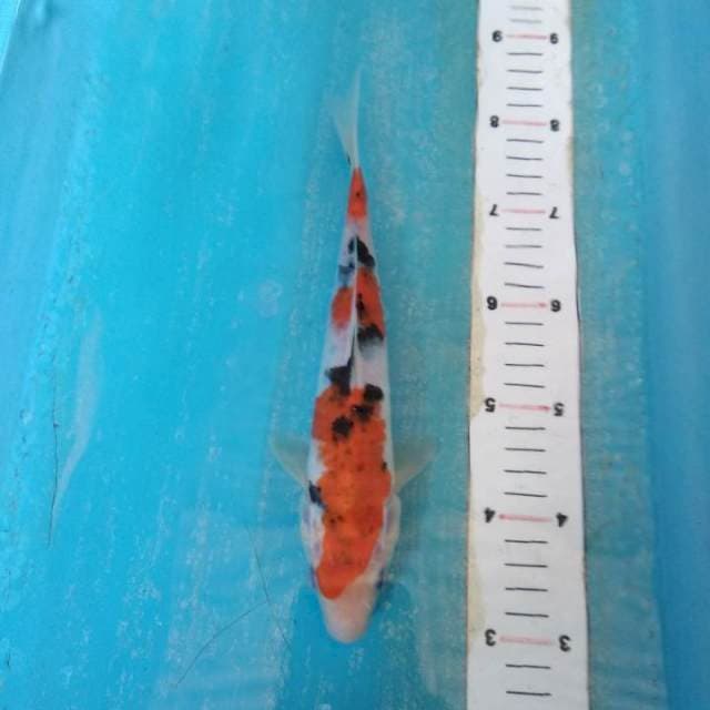 Sanke 26cm