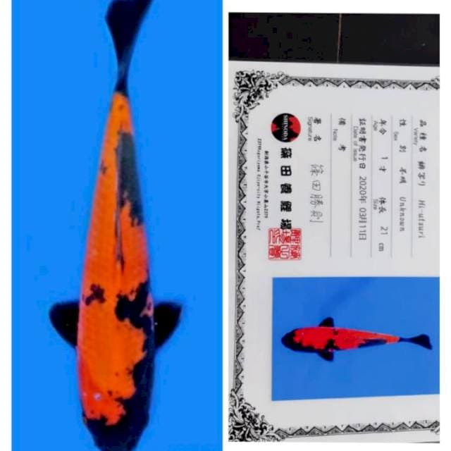Hiu shinoda