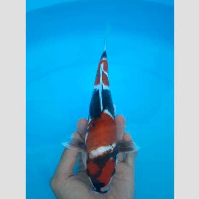 Showa merah pekad 30bu