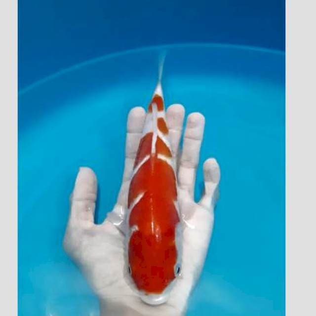 Kohaku merah pekad original