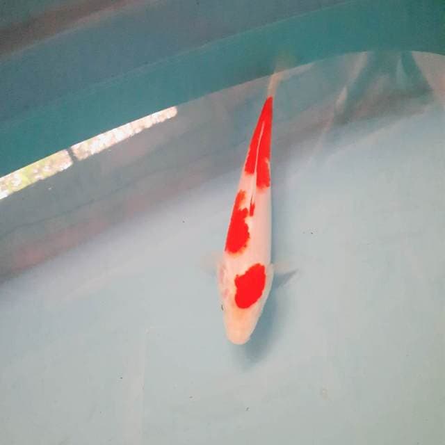 Kohaku 23cm