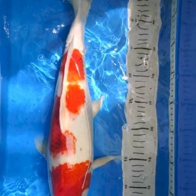 Ai Goromo, 47 cm