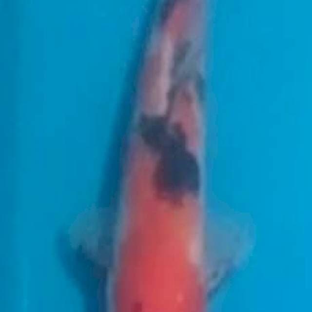 kohaku sanke 23 male