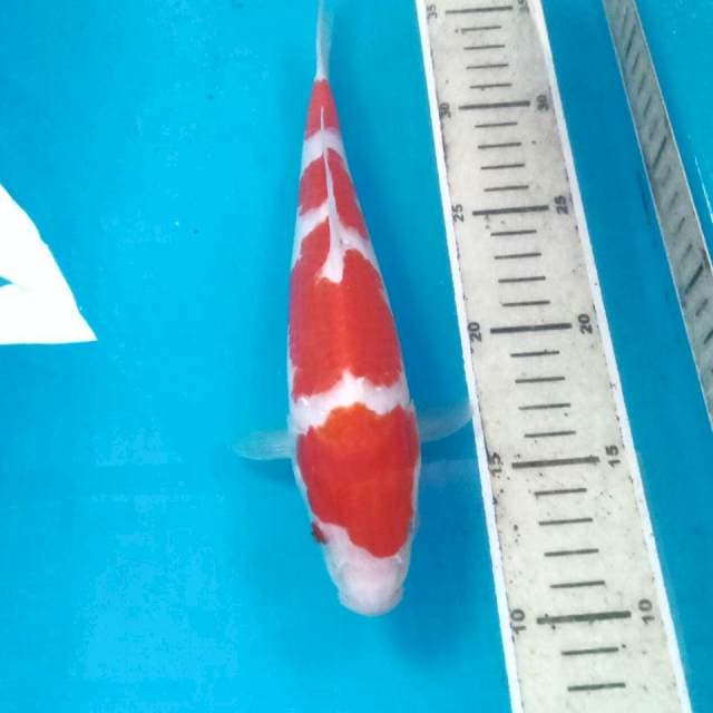 Kohaku, 25 cm