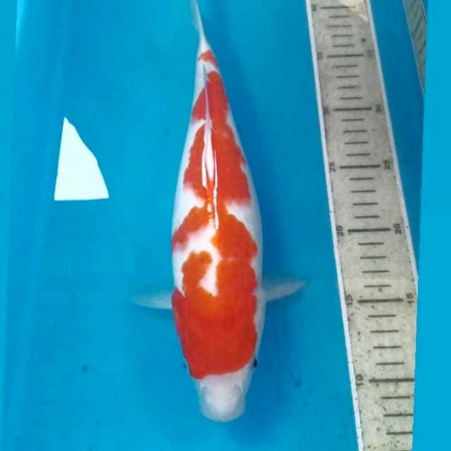 Kohaku, 31 cm