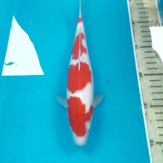 Kohaku, 25 cm