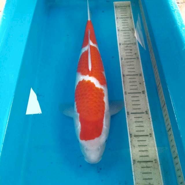 Ai Goromo, 45 cm