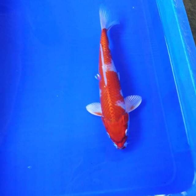 Metalica orange