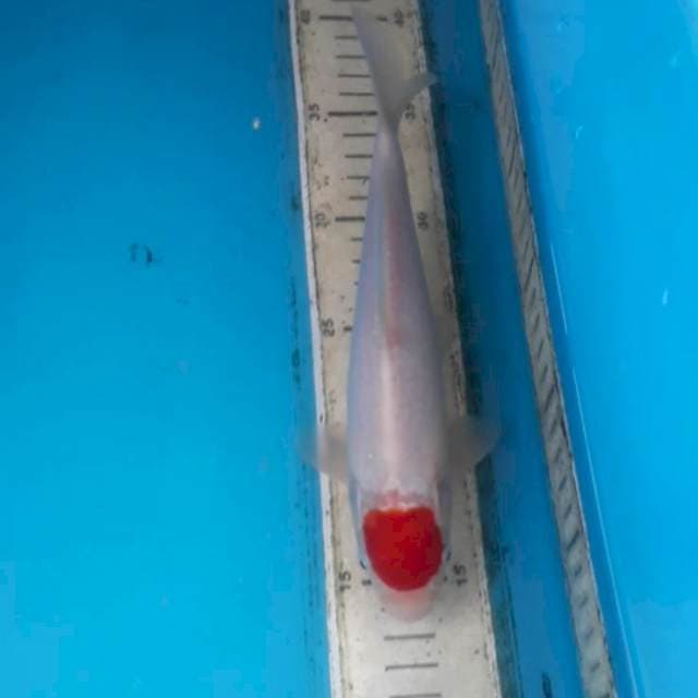 Taaaanchoo
