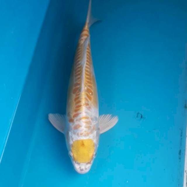 29 cm