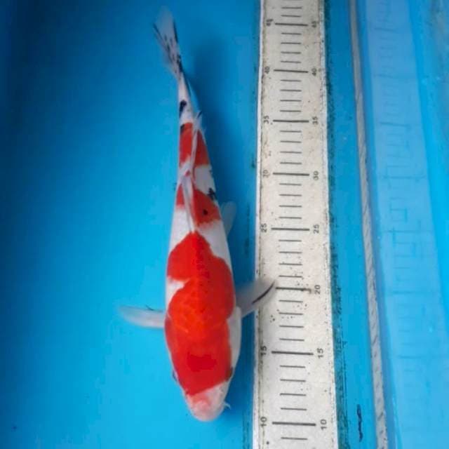 Taishoo 33 cm