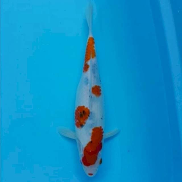 Kuchibeni natahgoi