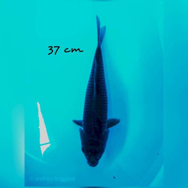 soragoi 37 cm