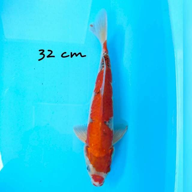 red goshiki 32 cm