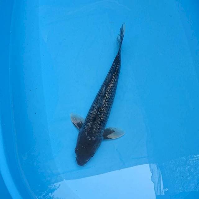 Ginrin Hajiro 34cm