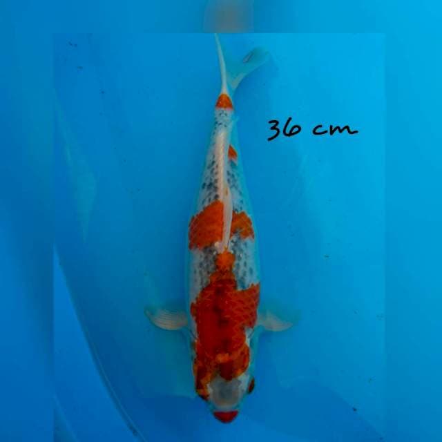 goshiki 36 cm