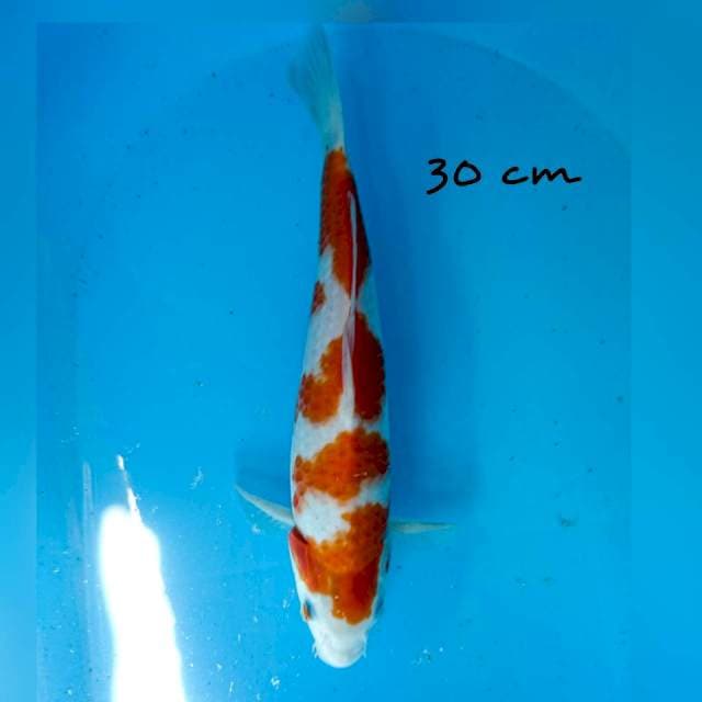 kohaku 30 cm