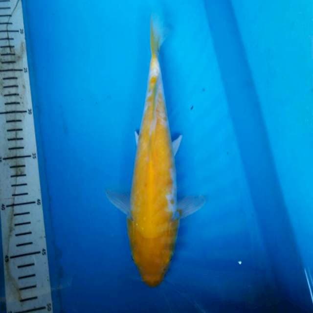 KOYO MATA MERAH