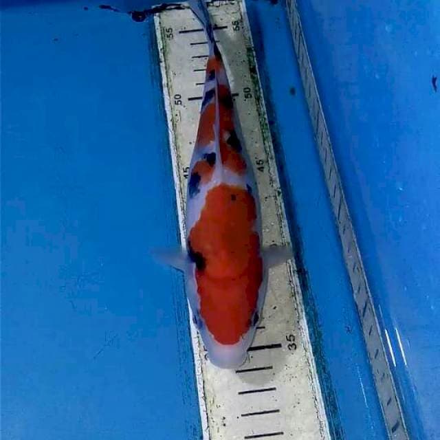 Sanke 23cm