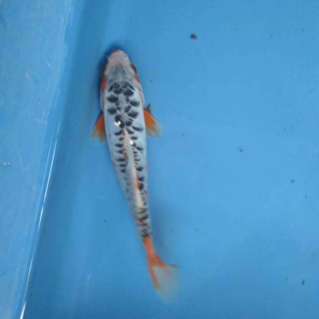 Sushui 15cm