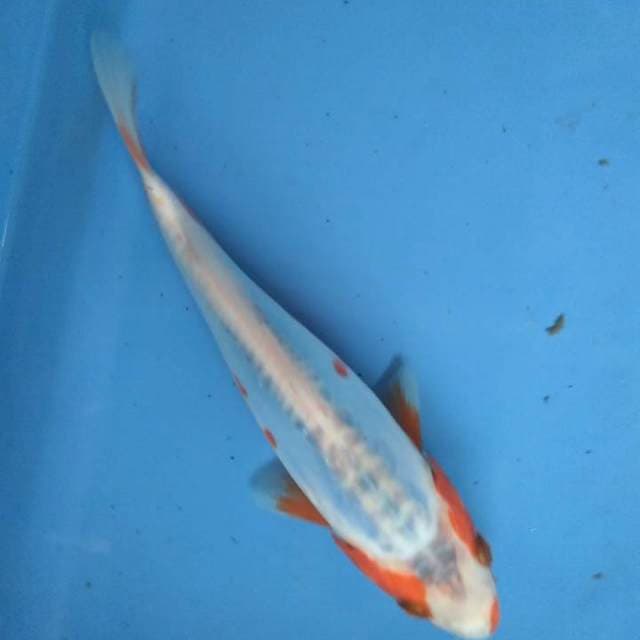 Sushui 17cm