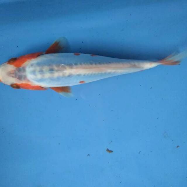 Sushui 17cm