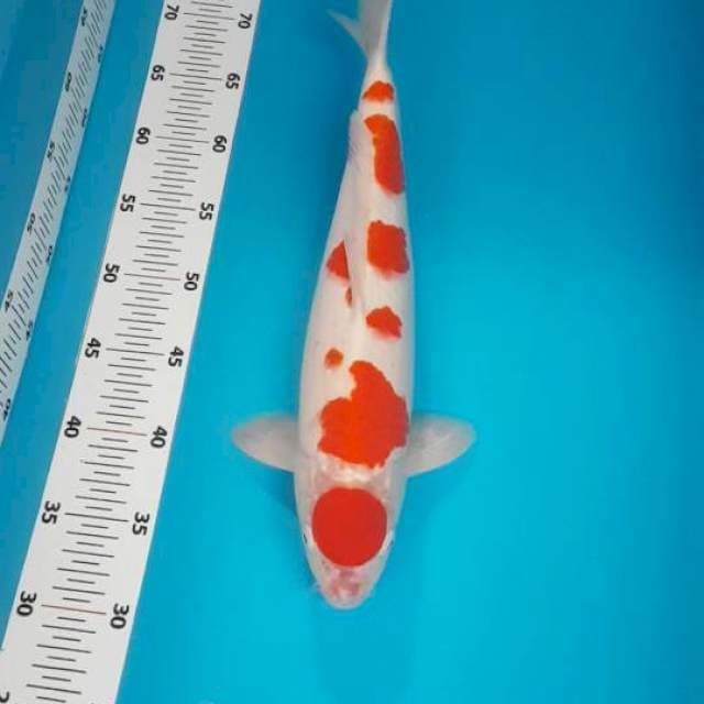 Maruten kohaku jantan