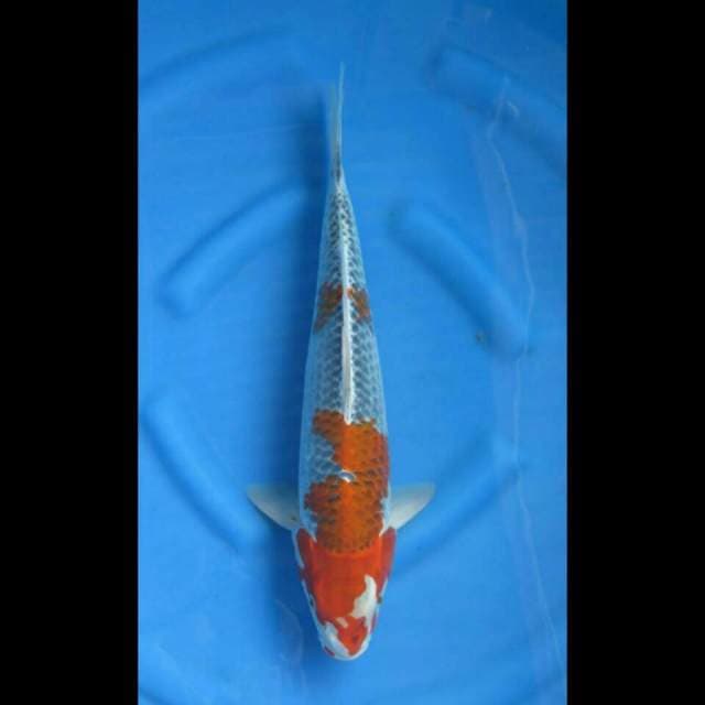 F1 goshiki jumbo