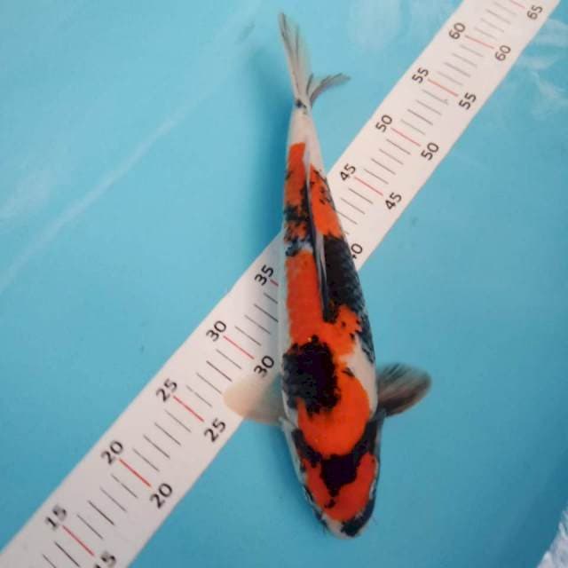Showa 36cm
