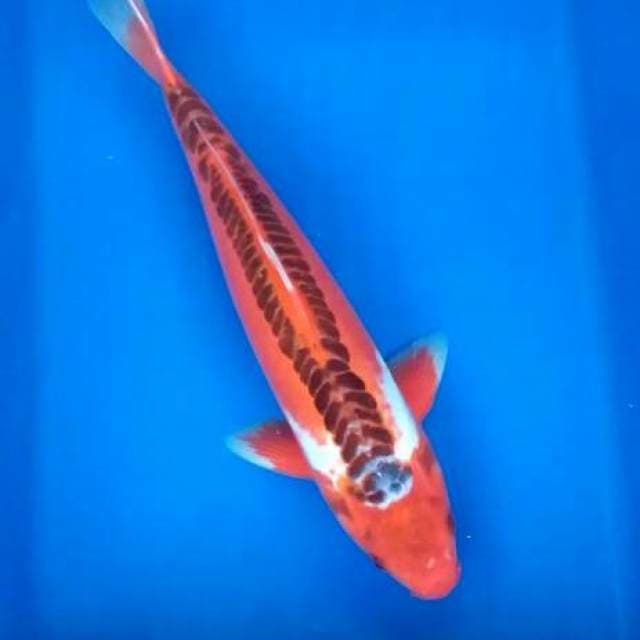 Hana shusui 37cm mulus