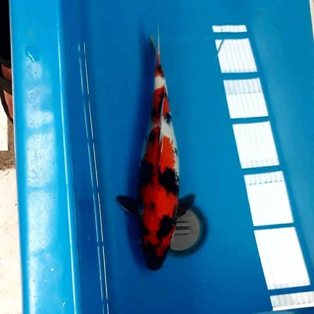 Red showa 37cm