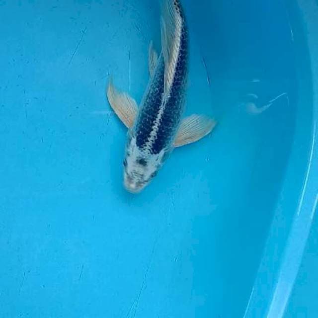 Kumpay gin matsuba ±35cm
