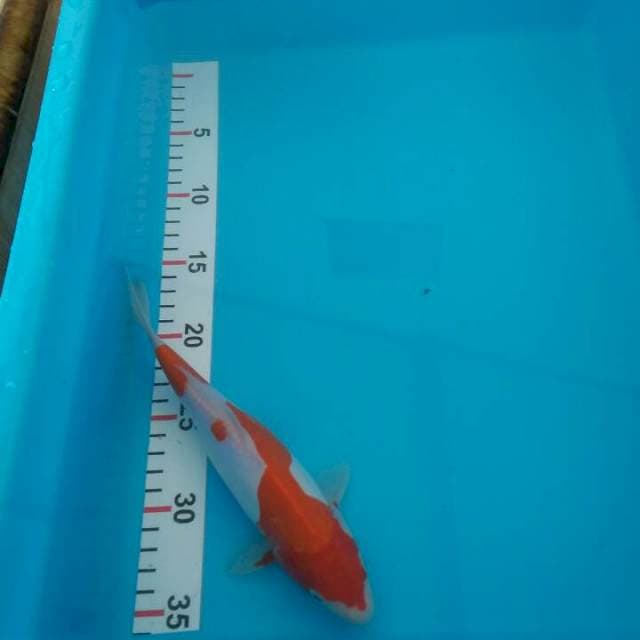 Kohaku doitsu