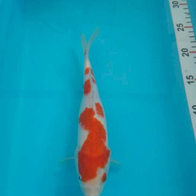 Kohaku