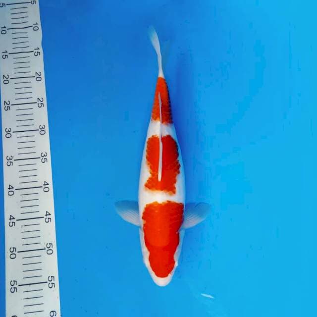 MOSHI 17 ~ KOHAKU 3 STEPS ™