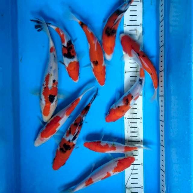 PKET KOHAKU SANKE (10 ekor )