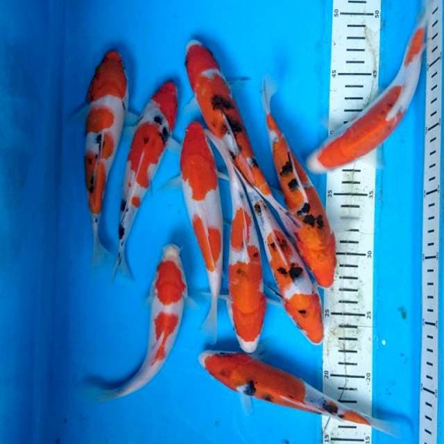 PAKET KOHAKU SANKE (10 ekor )