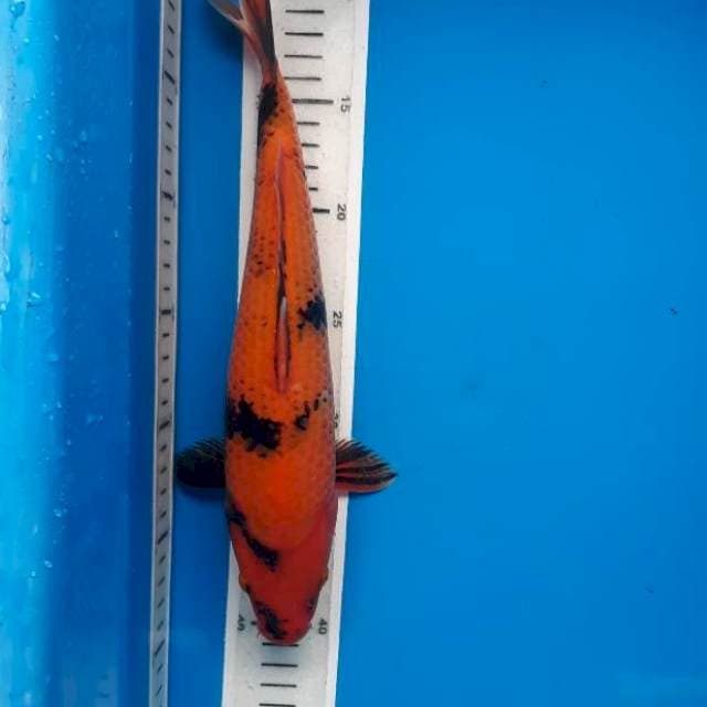 Utsuri 31cm