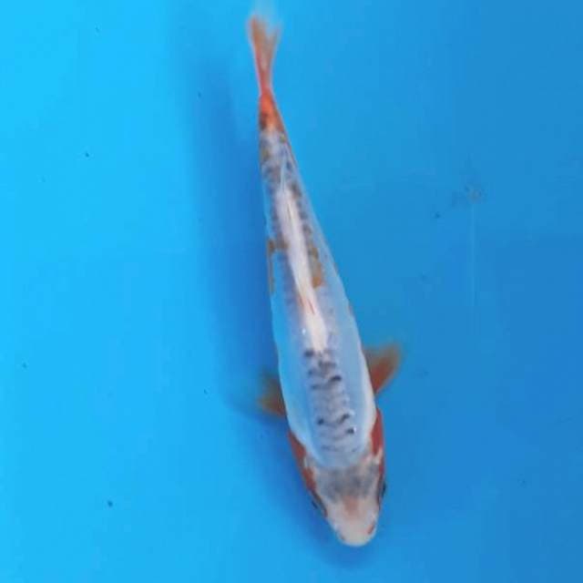 Baby shusui 15cm