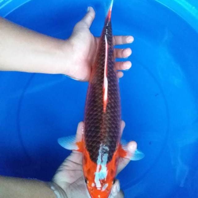 tanci aka matsuba 42cm